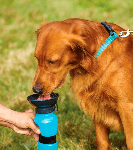 Aqua Dog Water Bottle